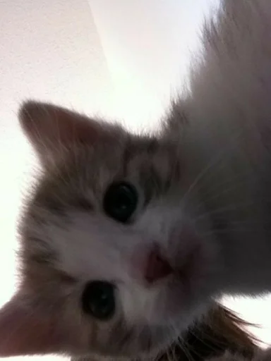 Стикер meow - 3