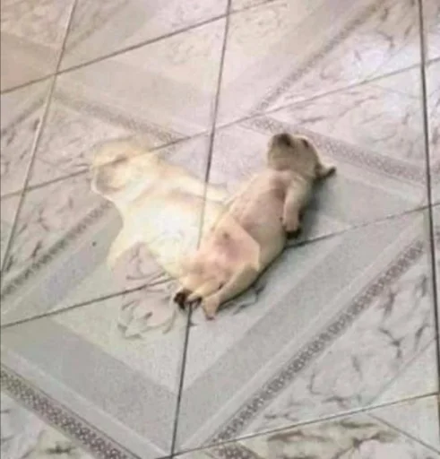 Стикер meow - 2