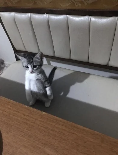 Стикер meow - 0