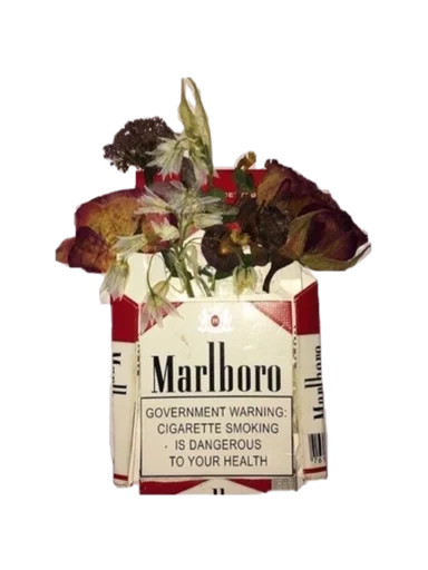 СМС роза срезанные цветы