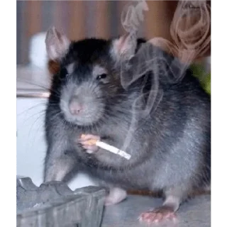 Стикер dindin - 6