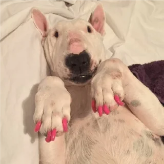 Стикер dindin - 2