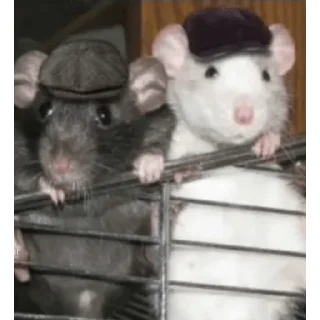 Стикер dindin - 11