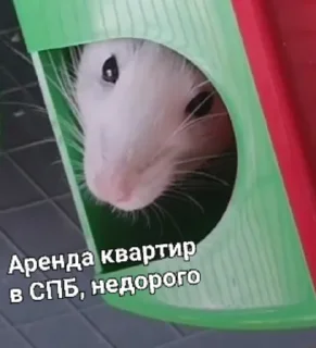 Sticker Мышиные мордахи 🐭 - 9