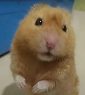 Sticker Мышиные мордахи 🐭 - 1