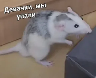 Sticker Мышиные мордахи 🐭 - 5