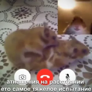 Sticker Мышиные мордахи 🐭 - 6