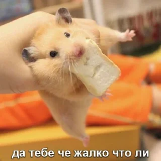 Sticker Мышиные мордахи 🐭 - 10