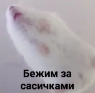 Sticker Мышиные мордахи 🐭 - 7