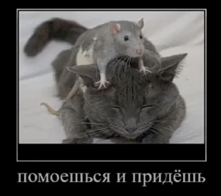 Sticker Мышиные мордахи 🐭 - 8