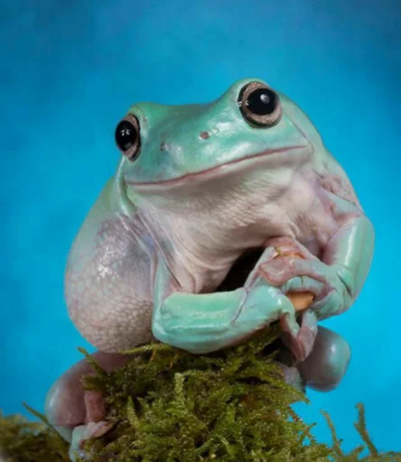 лягушка животное амфибия