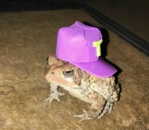 лягушка амфибия животное