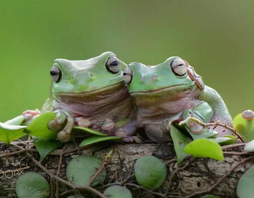 животное лягушка амфибия