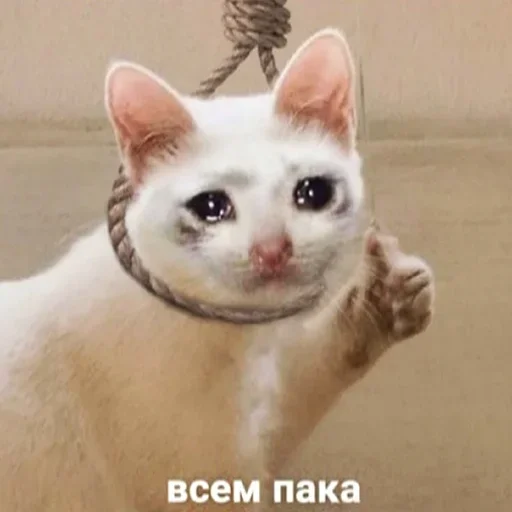 животное млекопитающее кошка