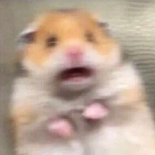 животное млекопитающее хомяк