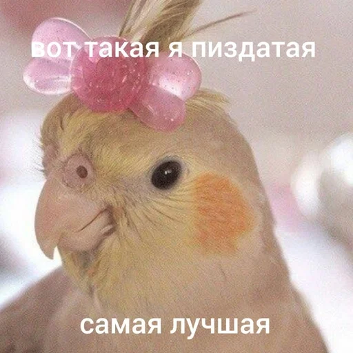 птица животное попугай