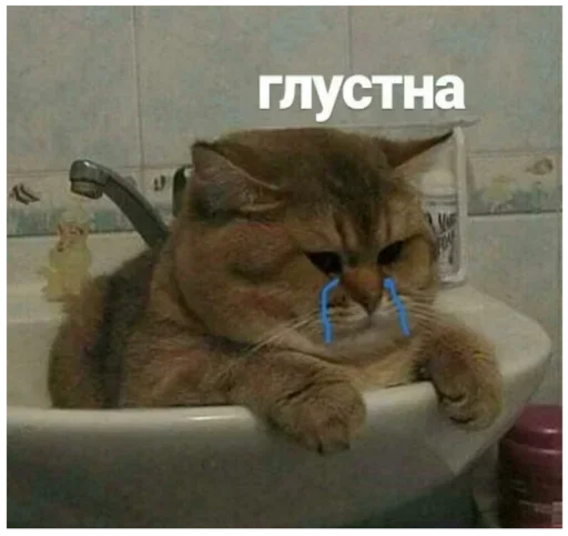 кошки малого и среднего размера комнатный ванная