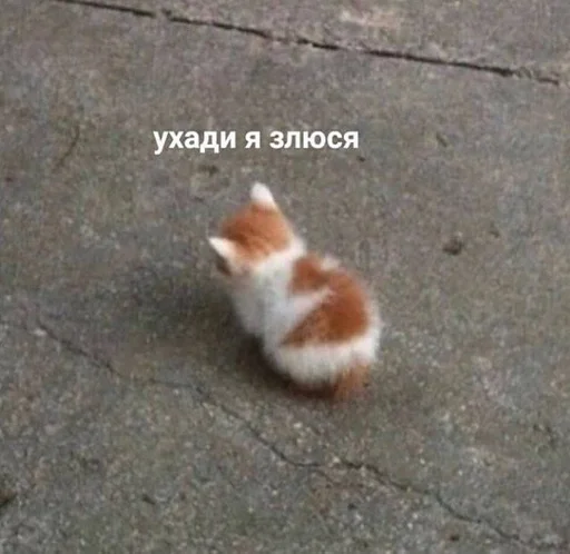 животное земля млекопитающее