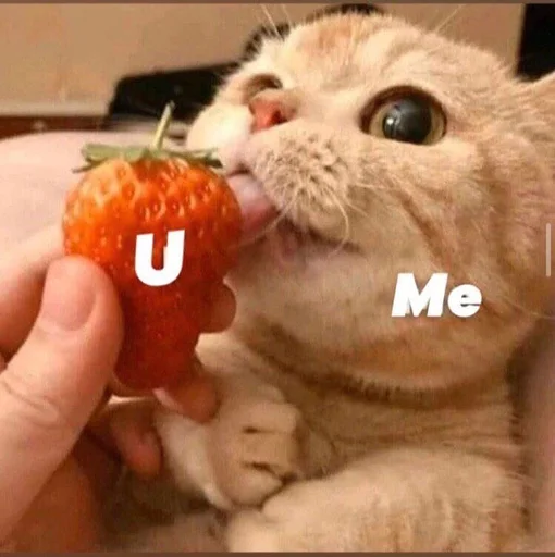 кошка животное фрукт