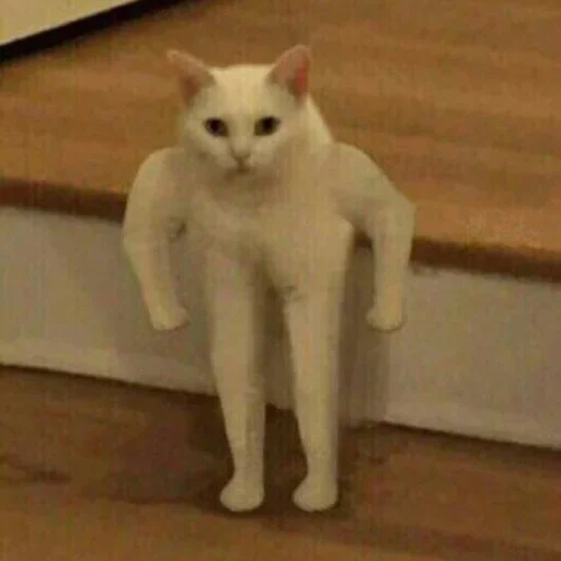 млекопитающее животное домашняя кошка