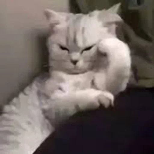 млекопитающее животное кошка