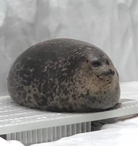 Стикер ЛЖ💔 - 8