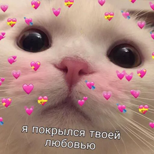 mammal small to medium-sized cats animal