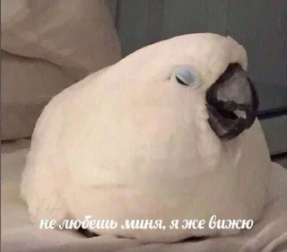 Sticker Льоша фігні не порадить - 9