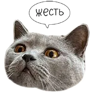 Sticker Laksheri_realkotaksheri - 3