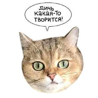 Sticker Laksheri_realkotaksheri - 7
