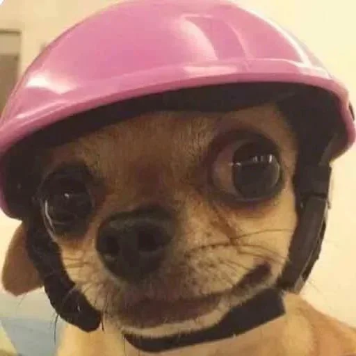 wearing animal personal protective equipment