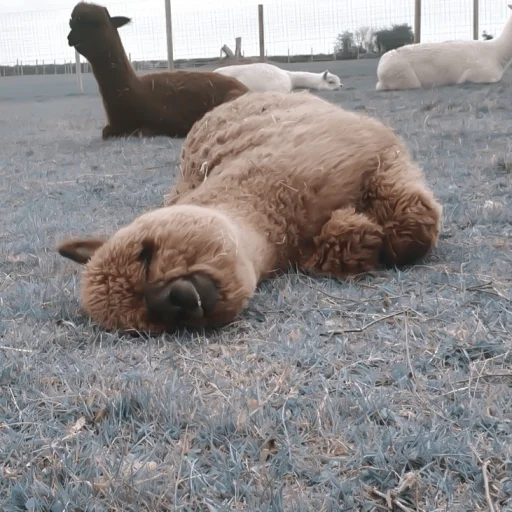 animal mammal outdoor