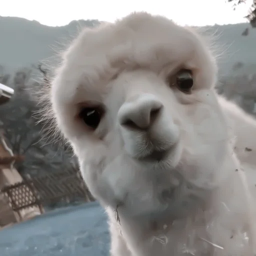 animal mammal llama