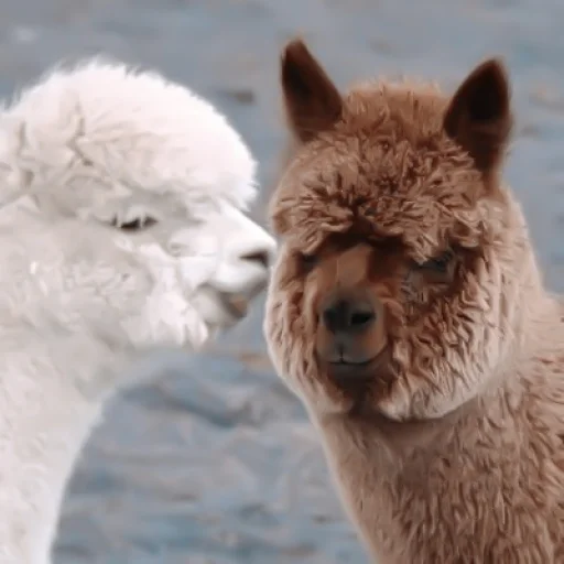 animal mammal alpaca