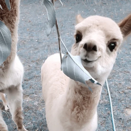 animal mammal ground