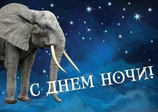 animal mammal elephant