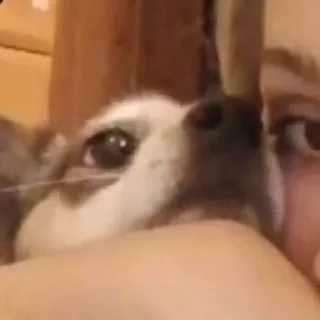 Стикер лисс как муд - 1