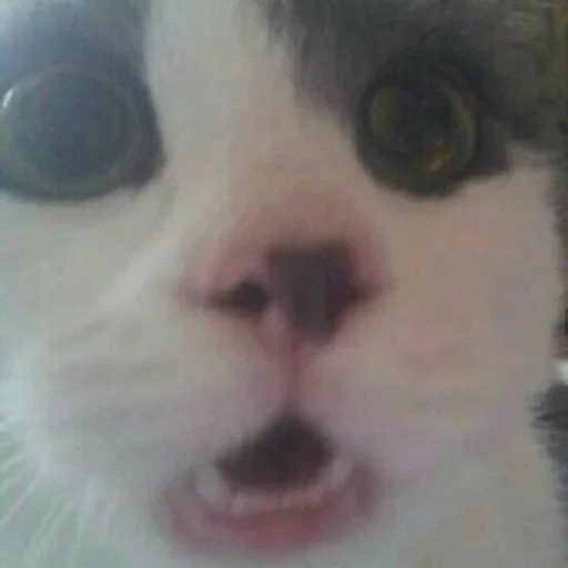 млекопитающее животное кошка