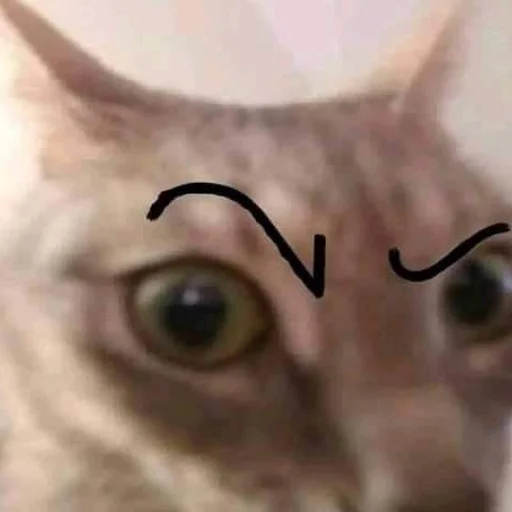 кошка животное млекопитающее