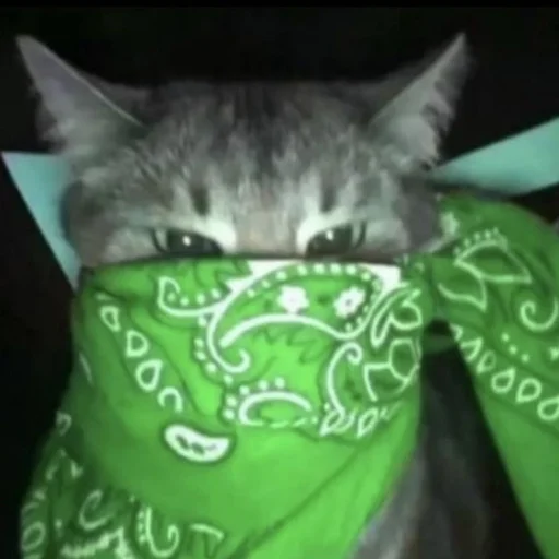 кошки малого и среднего размера кошачьи котёнок