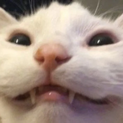 млекопитающее животное кошка