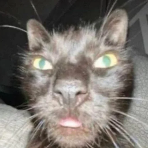 млекопитающее животное кошка