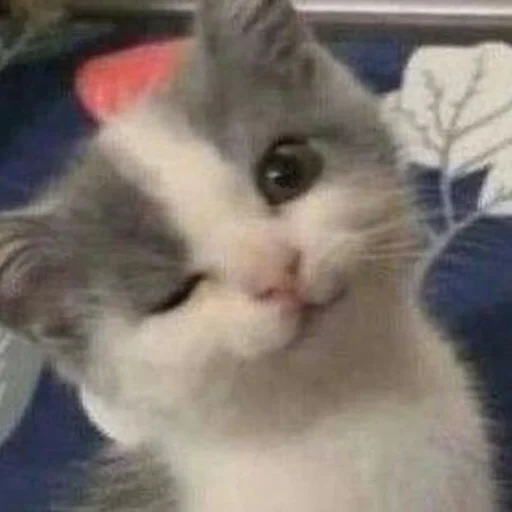 млекопитающее животное кошка