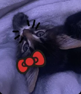 Sticker мяу @MoiStikiBot - 11