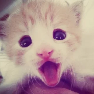 Sticker мяу @MoiStikiBot - 1