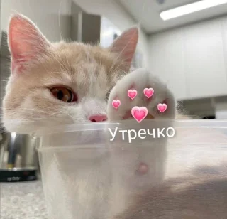 Sticker мяу @MoiStikiBot - 2