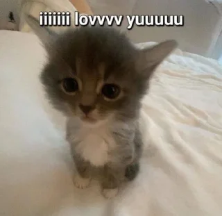 Sticker мяу @MoiStikiBot - 5