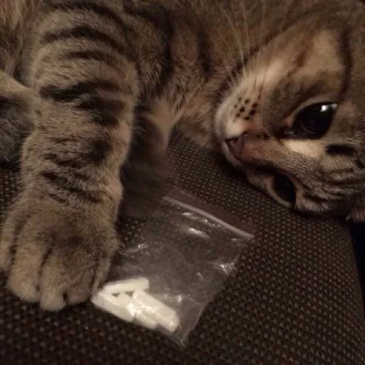 Создай свои стикеры - @sozdsti_bot - 