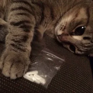 Sticker Создай свои стикеры - @sozdsti_bot - 4