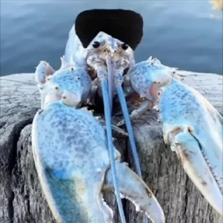 Sticker лобстертт - 6